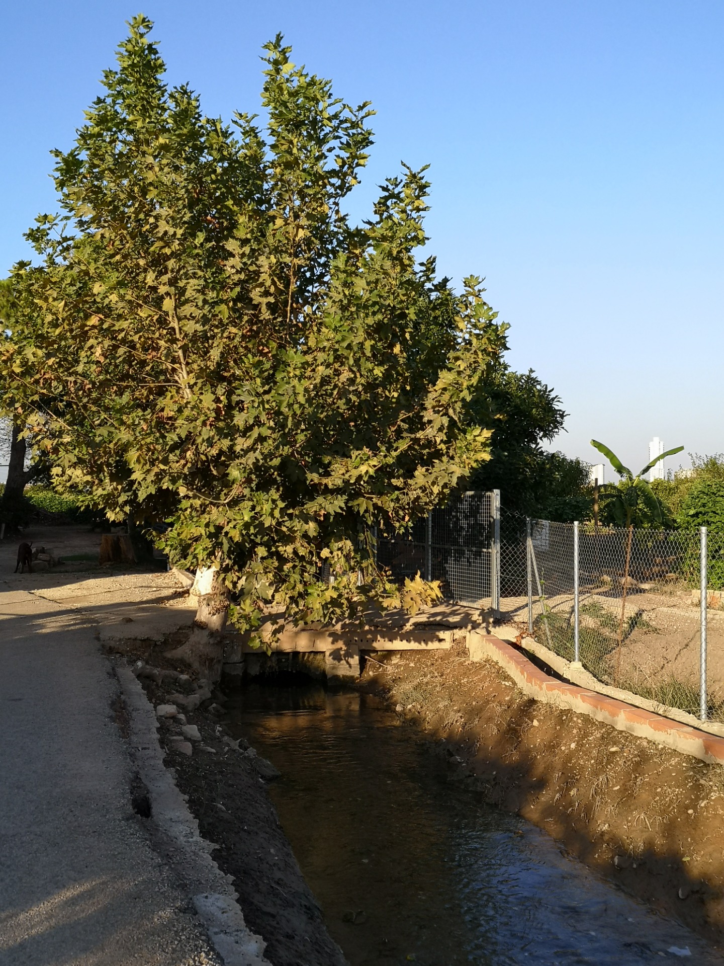Acequia en la Partida del Quint, entre los pueblos de Mislata y Quart de Poblet, cerca del lugar donde posiblemente tuvo lugar la batalla.