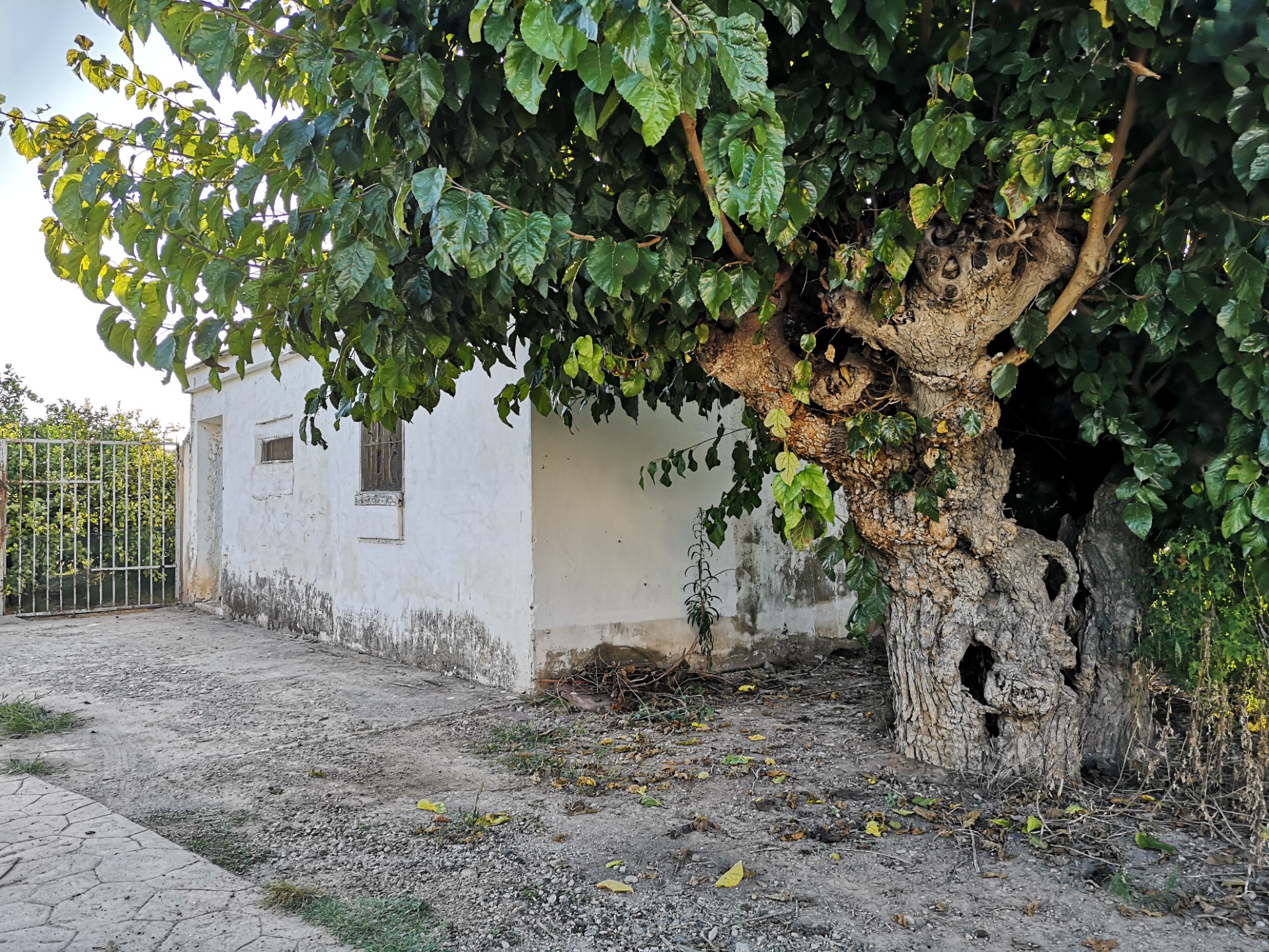 Morera centenaria frente al Pou del Quint.